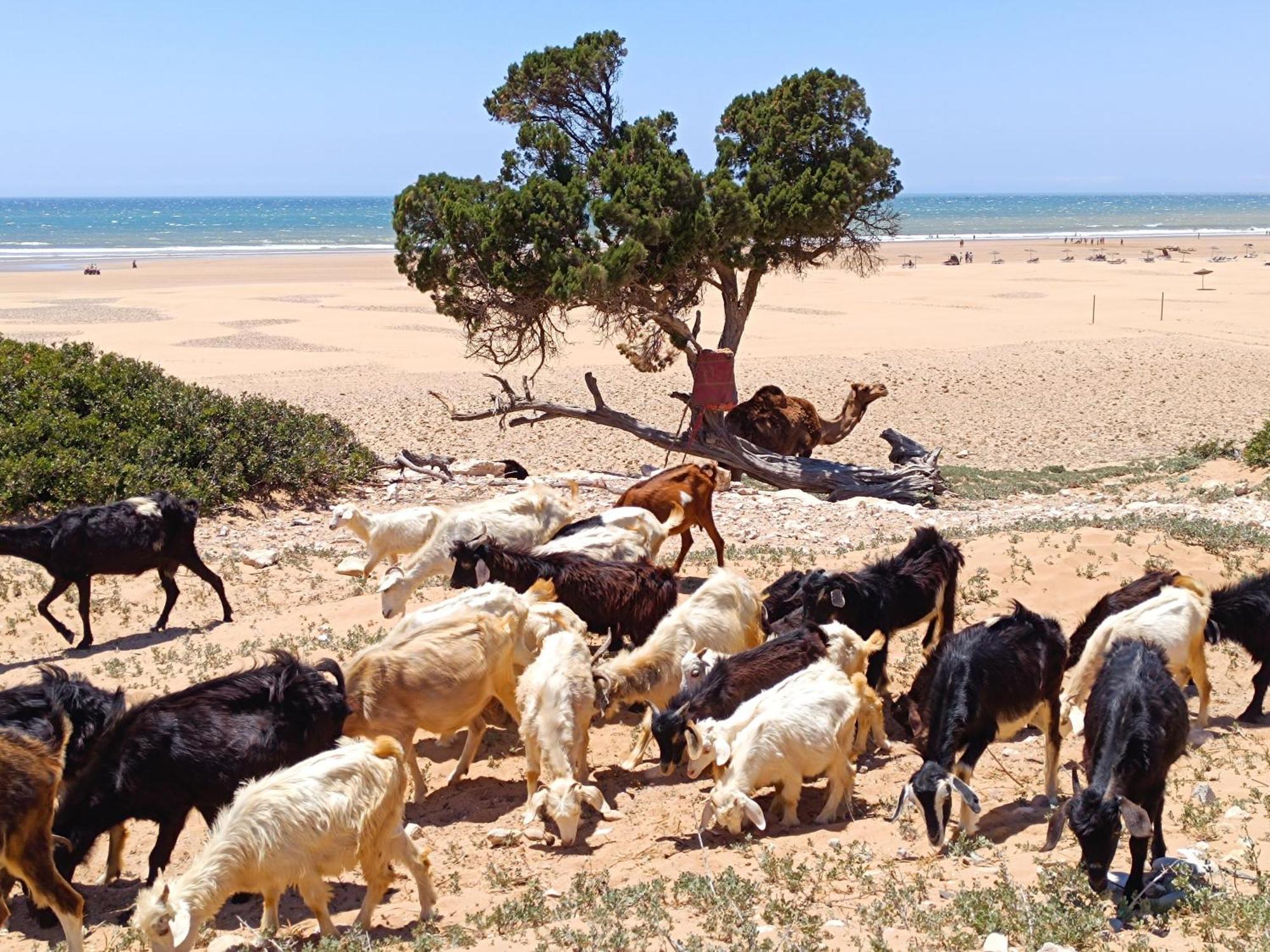 Dar Nezza * Sidi Kaouki